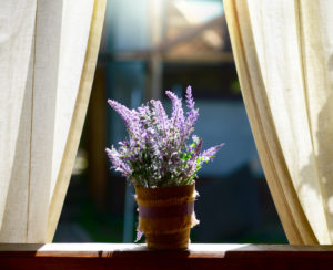 Lavanda pianta che migliora il sonno