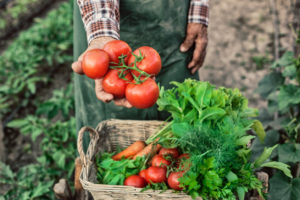 pomodoro- ortaggi che non necessitano di irrigazione