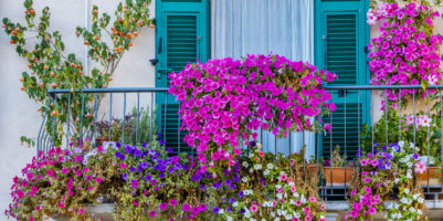 i migliori fiori da balcone