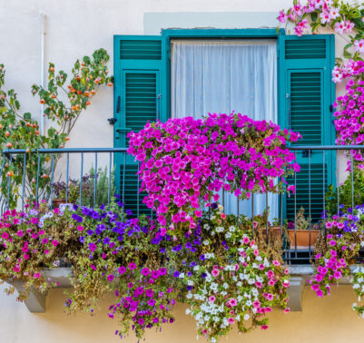 i migliori fiori da balcone