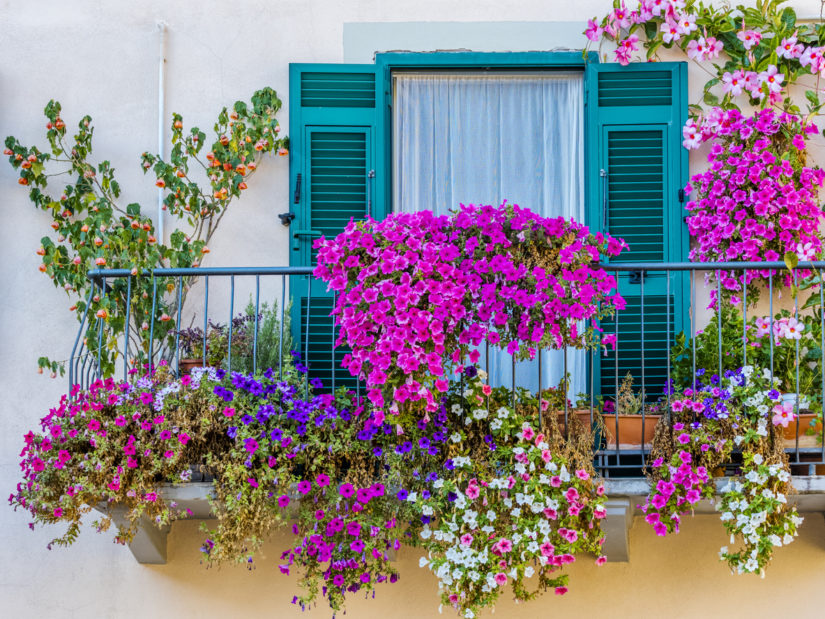i migliori fiori da balcone