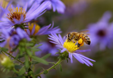 Fiori bee friendly: come scegliere le piante mellifere per il tuo giardino