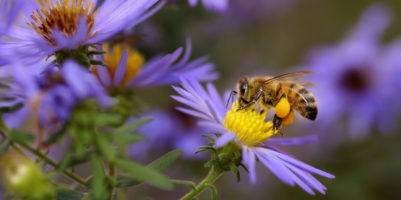 Fiori bee friendly: come scegliere le piante mellifere per il tuo giardino