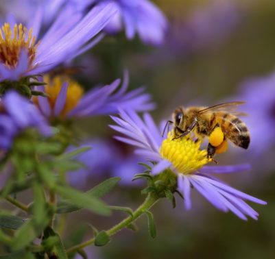 Fiori bee friendly: come scegliere le piante mellifere per il tuo giardino