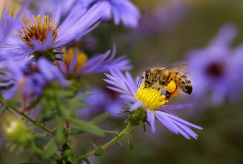 Fiori bee friendly: come scegliere le piante mellifere per il tuo giardino