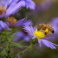 Fiori bee friendly: come scegliere le piante mellifere per il tuo giardino