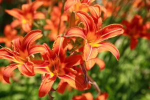 Hemerocallis arancio Deliziose piante perenni dal fiore effimero