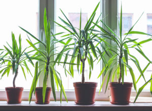 4 piante di dracena in vaso di dimensioni diverse su un davanzale interno