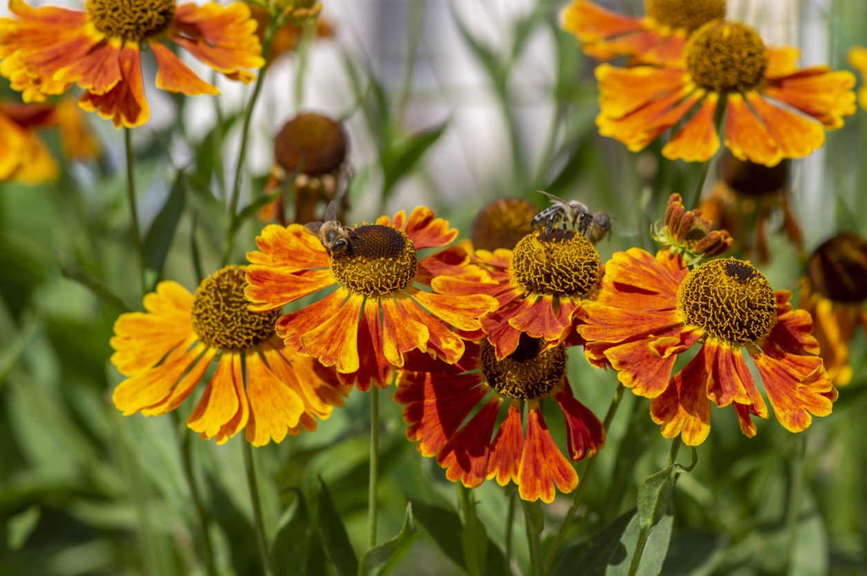 Elenio fiore bee friendly