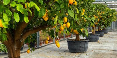 come coltivare il limone in vaso