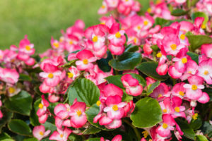 Begonia dai fiori rosa