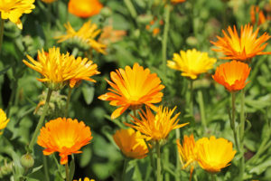 Fiore di Calendula arancione - pianta officinale