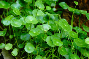 Centella asiatica pianta officinale