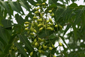 Olio di Neem pianta