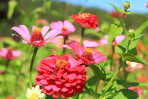 zinnia fiore