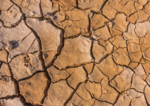 terreno argilloso per coltivare le piante