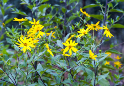 fiori di topinambur appena raccolti in un orto. L'ortaggio è noto per la sua forma e sapore unici.