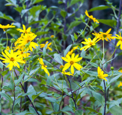 fiori di topinambur appena raccolti in un orto. L'ortaggio è noto per la sua forma e sapore unici.