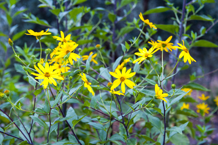 fiori di topinambur appena raccolti in un orto. L'ortaggio è noto per la sua forma e sapore unici.