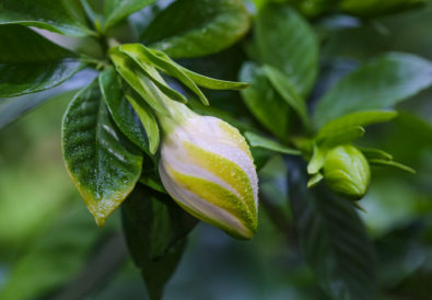 Coltivare la Gardenia in fiore, pianta profumata per un giardino rigoglioso.