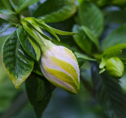 Coltivare la Gardenia in fiore, pianta profumata per un giardino rigoglioso.