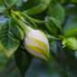 Coltivare la Gardenia in fiore, pianta profumata per un giardino rigoglioso.