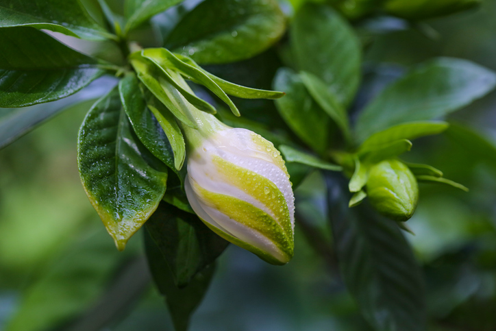 Coltivare la Gardenia in fiore, pianta profumata per un giardino rigoglioso.