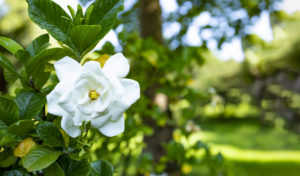 Coltivare la Gardenia cespuglio in fiore, pianta profumata per un giardino rigoglioso.