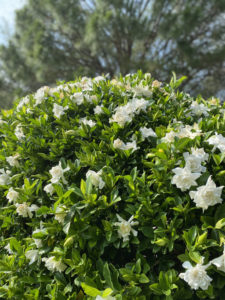 Coltivare la Gardenia cespuglio in fiore, pianta profumata per un giardino rigoglioso.