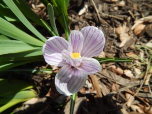 Fiore nella pacciamatura