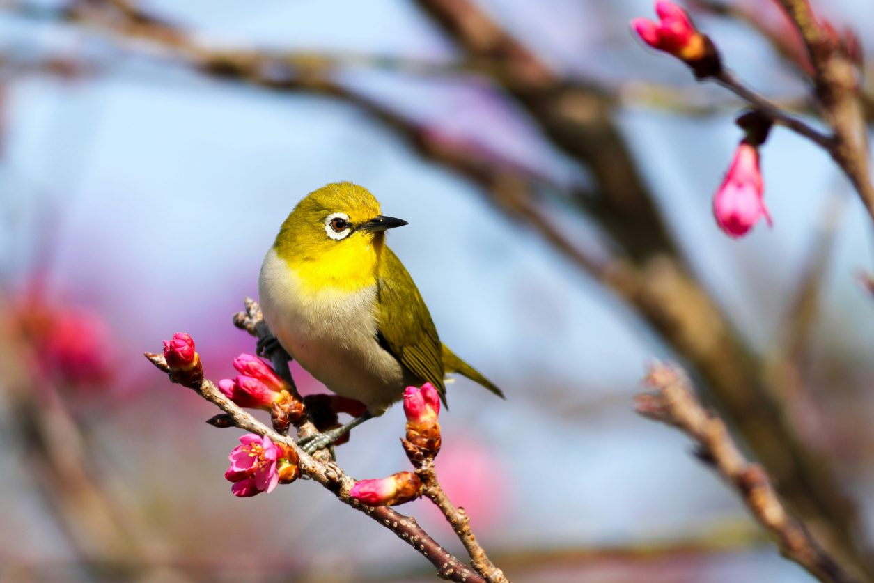 Come proteggere gli alberi da frutto dagli uccelli