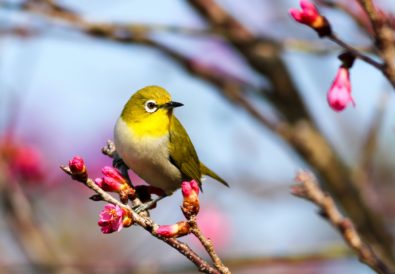 Come proteggere gli alberi da frutto dagli uccelli