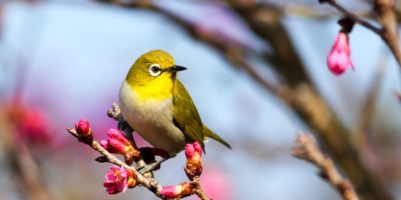 Come proteggere gli alberi da frutto dagli uccelli