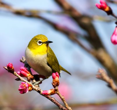 Come proteggere gli alberi da frutto dagli uccelli