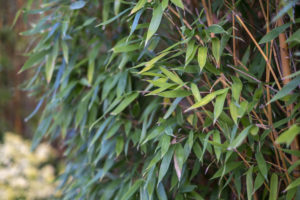 foglie di pianta di bambù