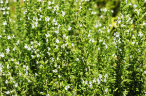 Santoreggia in fioritura con fiori bianchi e viola in un giardino soleggiato