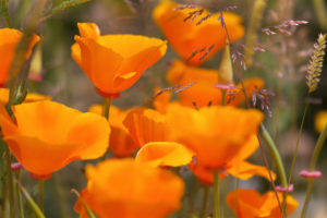 Coloratissimi papaveri arancioni sbocciati