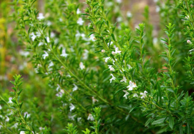 Foglie di santoreggia verde brillante pronte per la raccolta