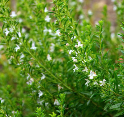 Foglie di santoreggia verde brillante pronte per la raccolta