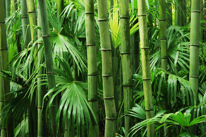 pianta di bambù - siepe