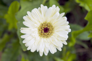 Gerbera bianca