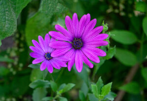 Gerbera viola