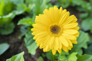 Gerbera gialla