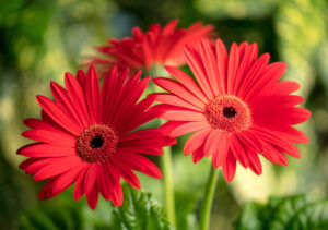 Gerbera rossa