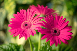 Gerbera rosa