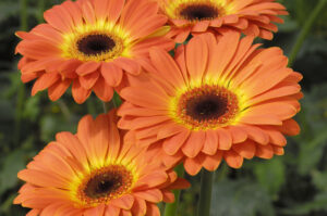 Gerbera arancione