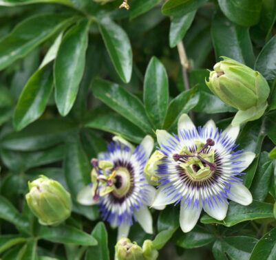 Passiflora