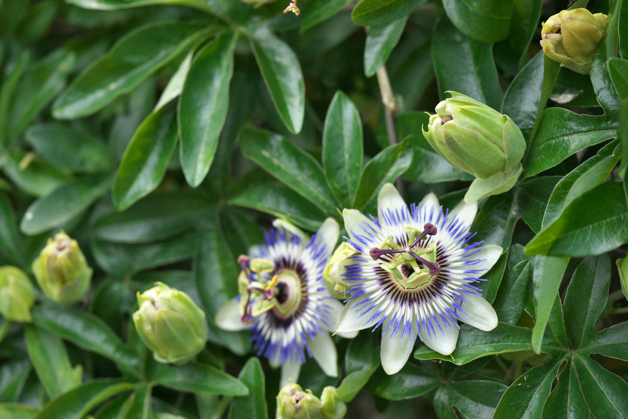 Passiflora