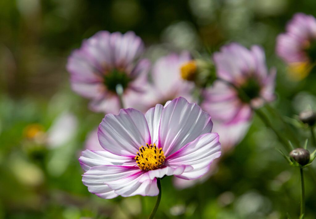 La coltivazione della Cosmea | Fito