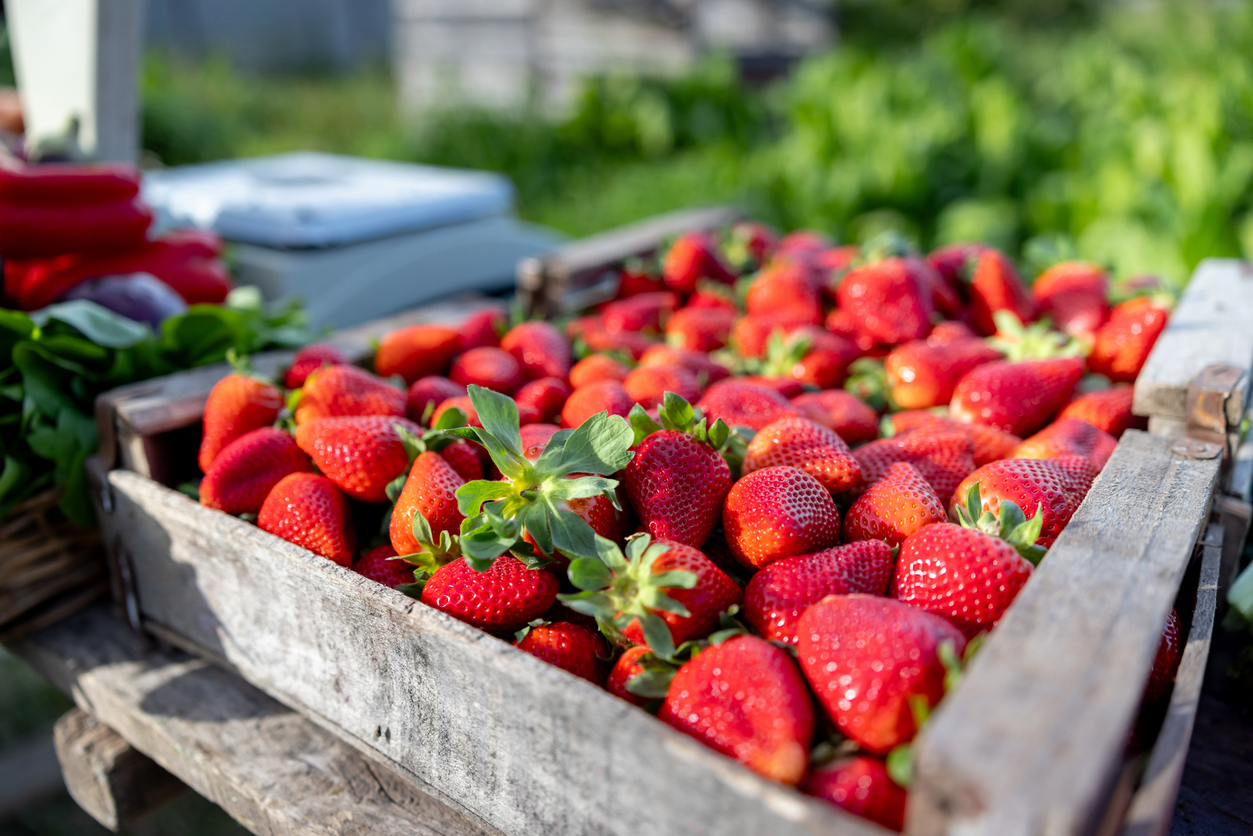 Fragole | Fito